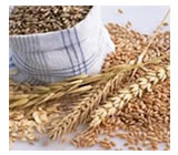 Ra&ccedil;&atilde;o Humana em Ilhéus